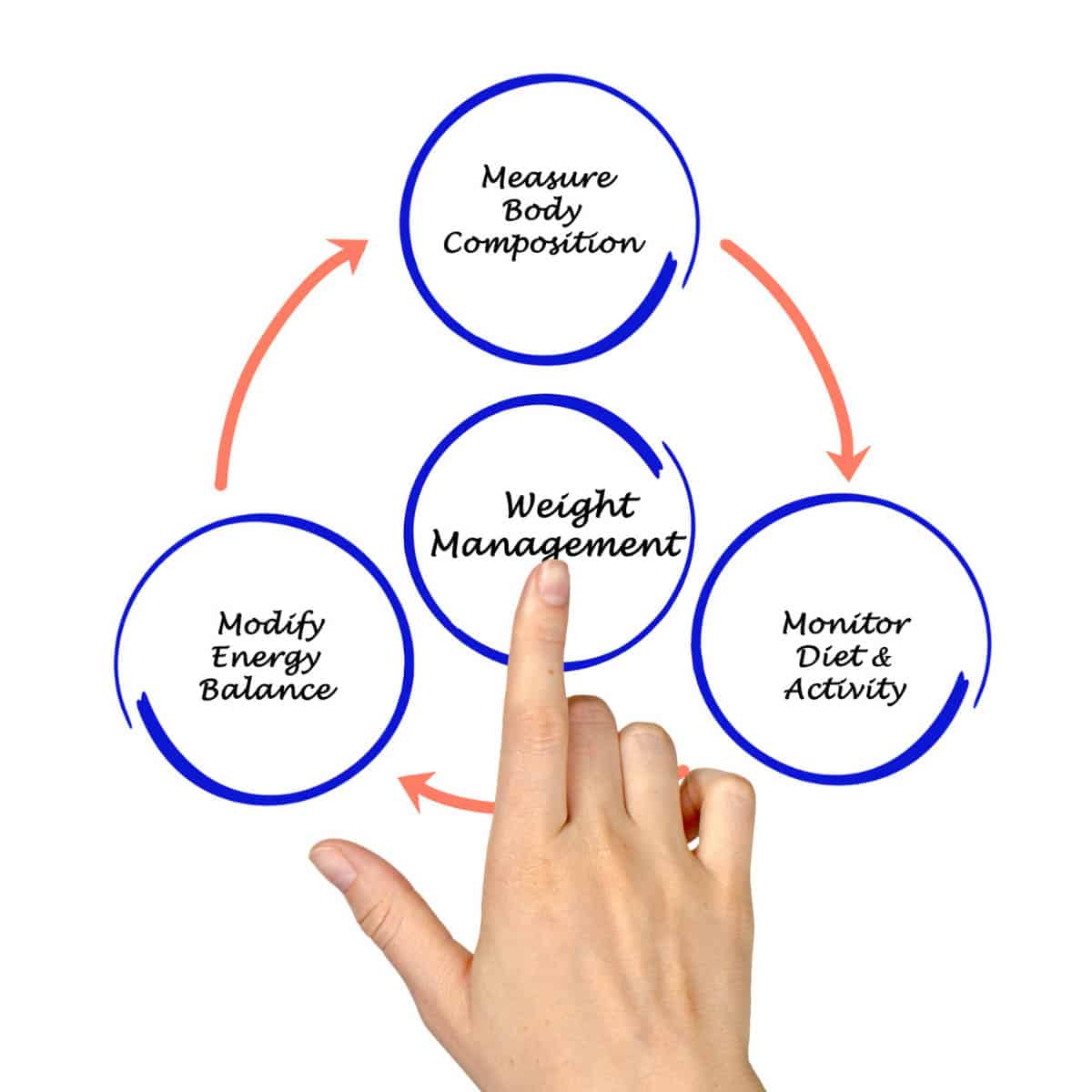 Weight Management diagram on a whiteboard
