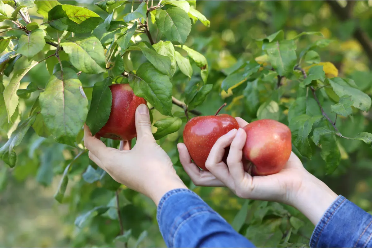 red apples being picked off a tree