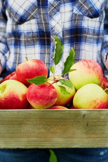 A box of freshly harvested red apples.