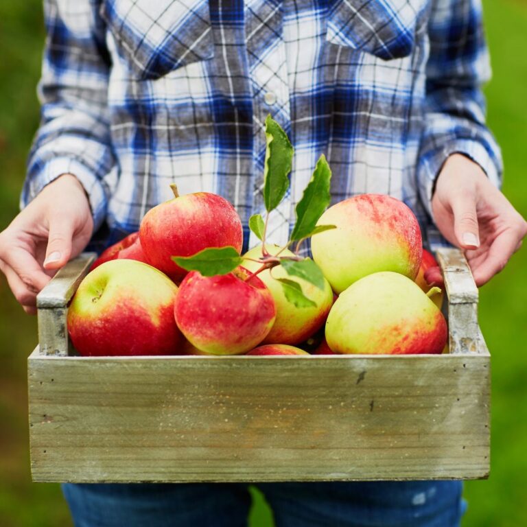 A box of freshly harvested red apples.