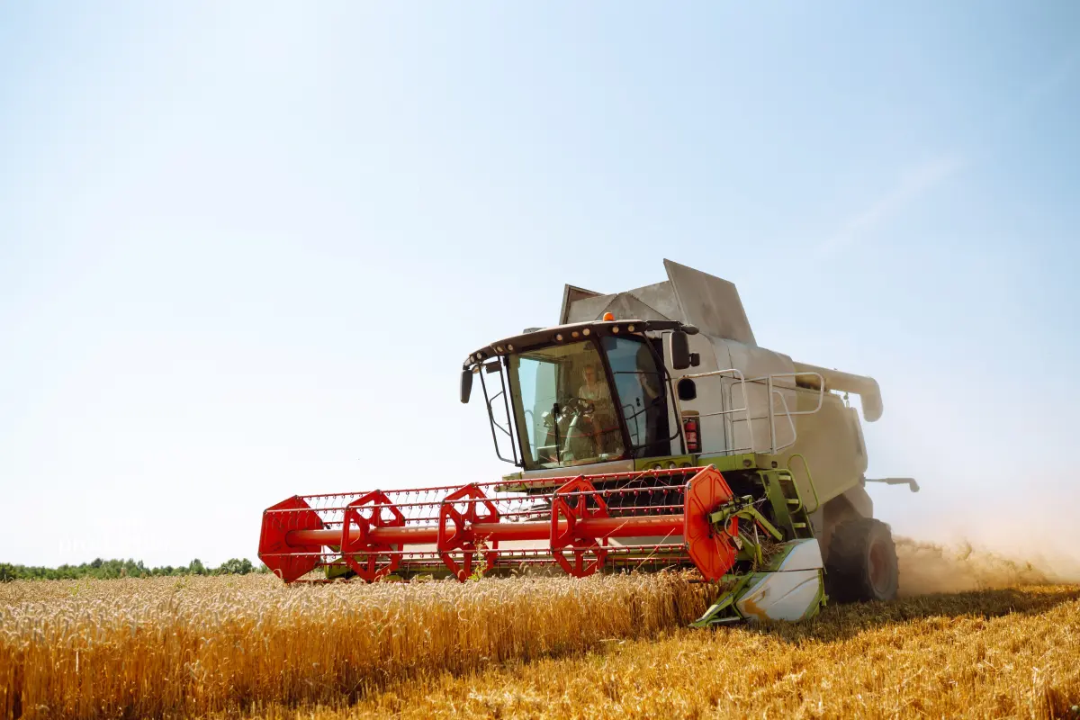 Food production and farming with a combine harvester harvesting wheat