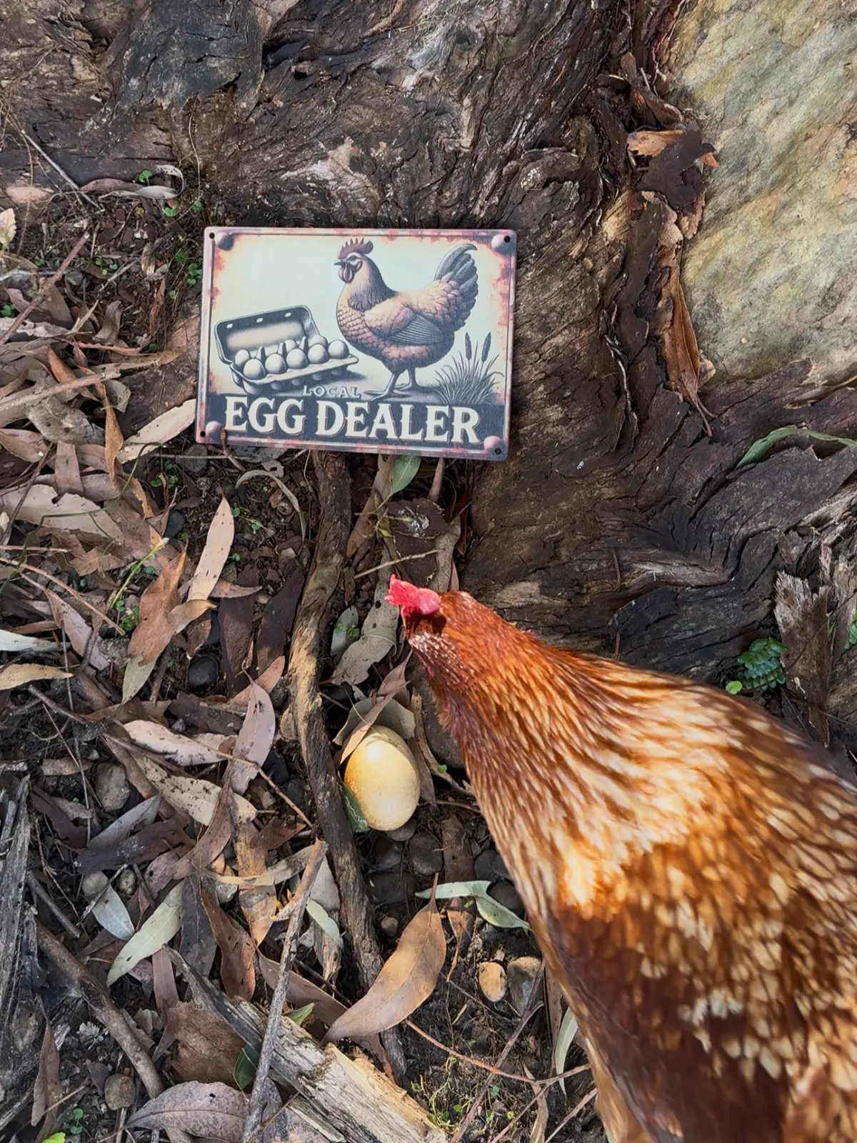 Backyard hen with a freshly laid egg
